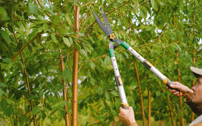 Tree trimming in Bowmanstown, PA